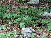 Trillium vaseyi 20100013