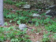 Trillium vaseyi 20100014