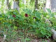 Trillium vaseyi 20160516 0001