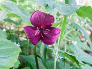 Trillium vaseyi 20160516 0002