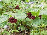 Trillium vaseyi 20160516 0004