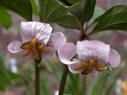 Subgenus Trillium