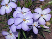 Viola pedata 0018