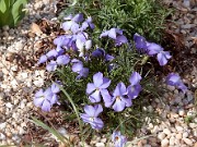 Viola pedata 0025