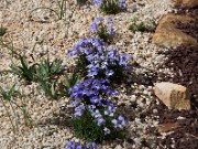 Viola pedata 20100008