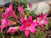 Amaryllis belladonna 20250907 0004