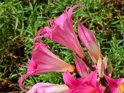 Amaryllis belladonna 20250907 0008