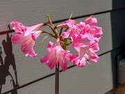 Amaryllis belladonna 20250914 0001