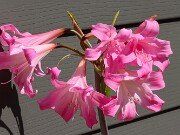 Amaryllis belladonna 20250914 0002