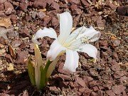 Amaryllis belladonna 20250914 0007