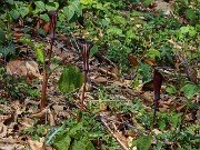 Arisaema engleri 20250409 0004