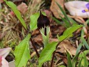 Arisaema triphyllum ssp. pusillum 20250427 0001