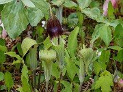 Arisaema triphyllum ssp. pusillum 20250427 0005