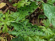 Arum Black Pustulate Form 20250508 0001