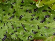 Arum Black Pustulate Form 20250508 0004