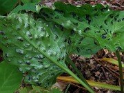 Arum Black Pustulate Form 20250508 0007