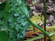 Arum Black Pustulate Form 20250508 0010