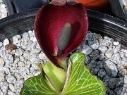 Arum pictum Primrose Warburg 20250909 0001