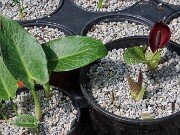 Arum pictum Primrose Warburg 20250909 0002