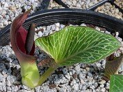 Arum pictum Primrose Warburg 20250909 0003