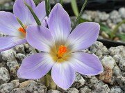 Crocus adamii 20250129 0004