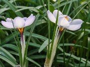 Crocus aerius 20250122 0005