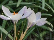 Crocus alexandri 20250129 0004