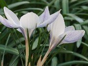 Crocus alexandri 20250129 0007