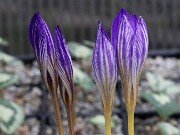 Crocus armeniensis Goris 20251014 0019
