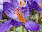 Crocus armeniensis Goris 20251014 0025