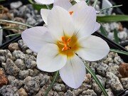 Crocus biflorus x chrysanthus albus 20250129 0005