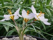 Crocus biflorus x chrysanthus albus 20250129 0010