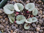 Cyclamen alpinum 20251216 0001