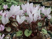 Cyclamen cilicium 20251014 0002