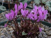 Cyclamen cilicium 20251014 0004