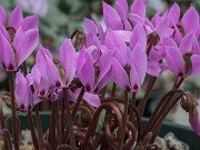 Cyclamen cilicium 20251014 0005