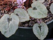 Cyclamen cilicium 20251120 0004