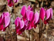 Cyclamen confusum 20250920 0004