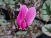 Cyclamen confusum 20251014 0001