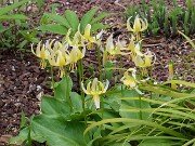 Erythronium Joanne 20250416 0001