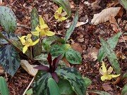 Erythronium americanum 20250404 0002