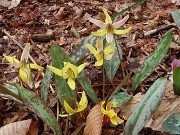 Erythronium americanum 20250404 0004