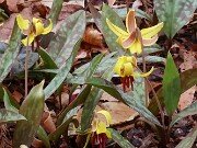 Erythronium americanum 20250404 0011