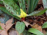Erythronium americanum 20250404 0013