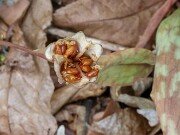 Erythronium caucasicum seed pods 20250427 0001