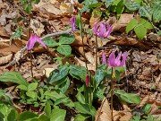 Erythronium hybrids 20250416 0002