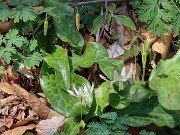 Erythronium hybrids 20250416 0005