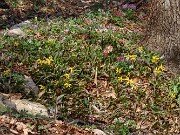 Erythronium rostratum 202503129 0001