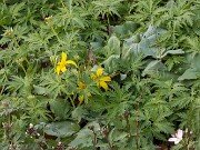 Erythronium rostratum 202503129 0002