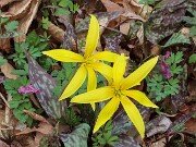 Erythronium rostratum 202503129 0003
